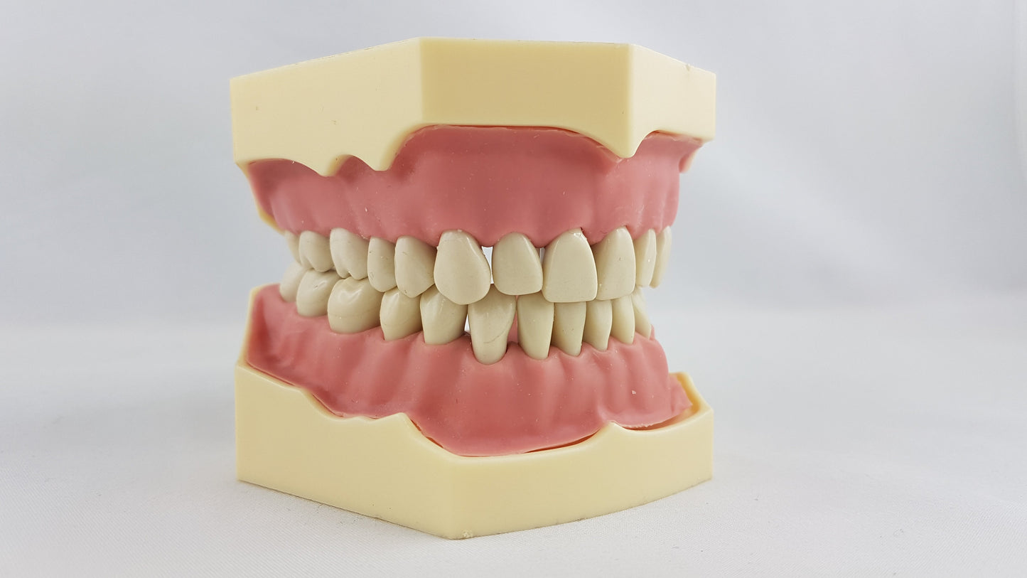 Mod. Ppratica Conservativaproteses 32 Dentes – Dental Store
