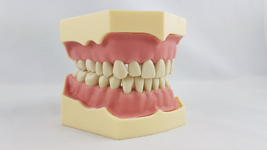Mod. Ppratica Conservativaproteses 32 Dentes – Dental Store