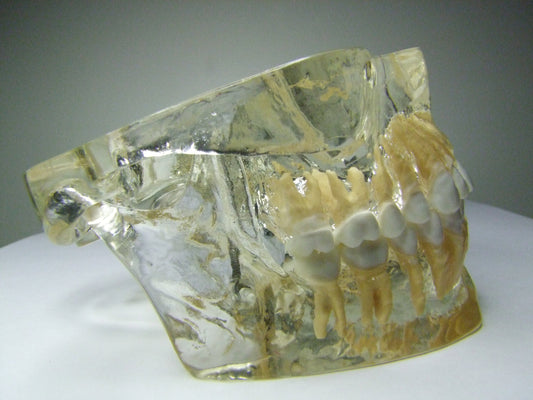 Mod. Transparente Demostracion Articul – Dental Store