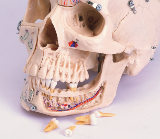 Craneo Humano Desmontavel – Dentalstore