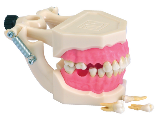 Mod. Standard Radiculares Extraiveis – Dental Store