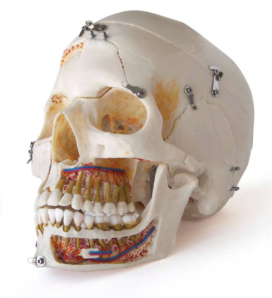 Craneo Humano Desmontavel Ds0839 – Dentalstore